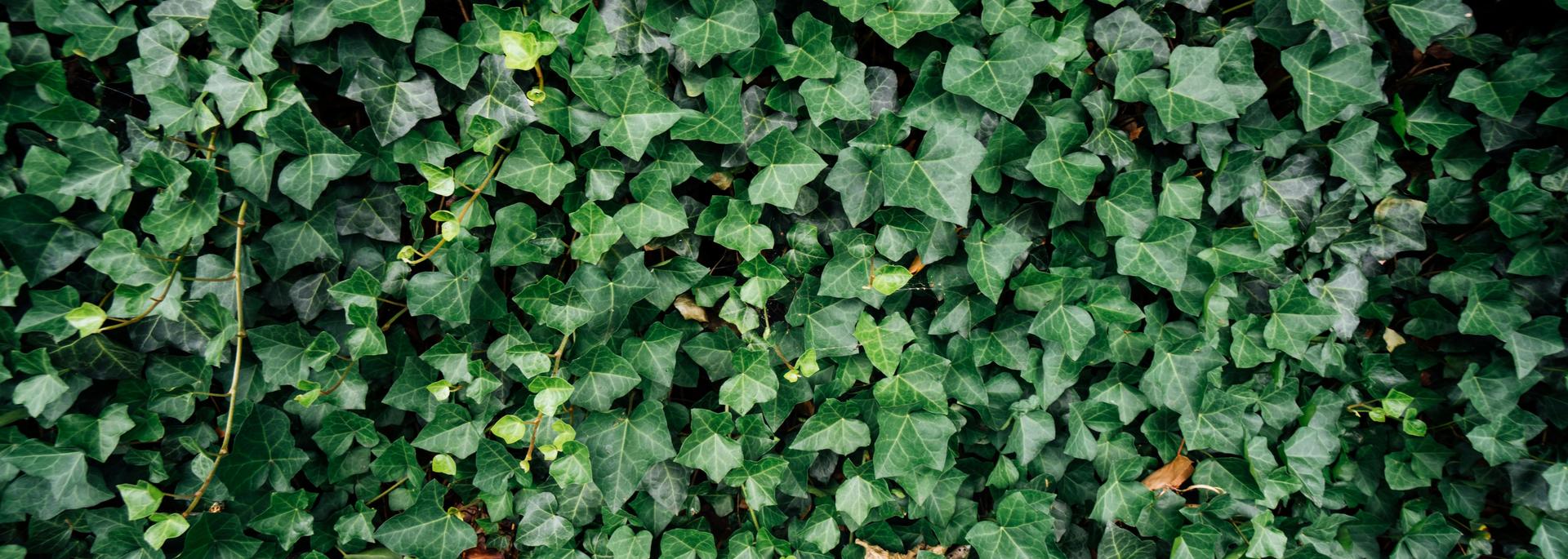 Ivy