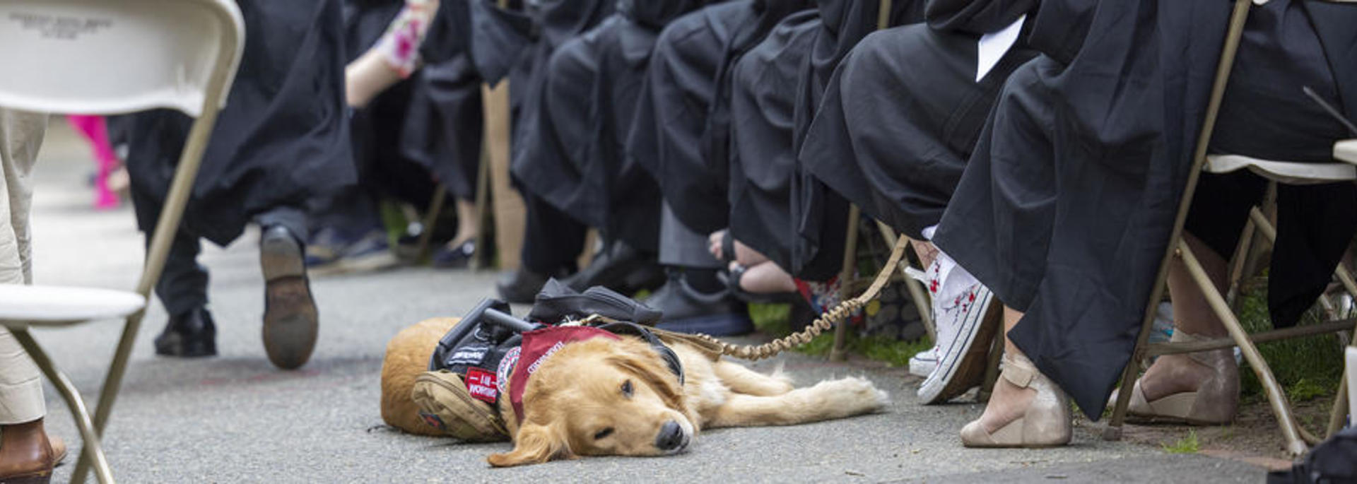 A service dog lies down alongside graduates during Commencement exercises in Harvard Yard on Thursday, May 25, 2023.